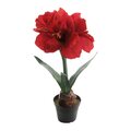 Mr Plant Amaryllis ruukussa 45 cm VALITSE VÄRI Punainen