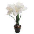 Mr Plant Amaryllis ruukussa 45 cm VALITSE VÄRI Valkoinen