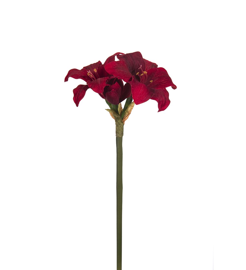 Mr Plant Amaryllis 40 cm VALITSE VÄRI Punainen