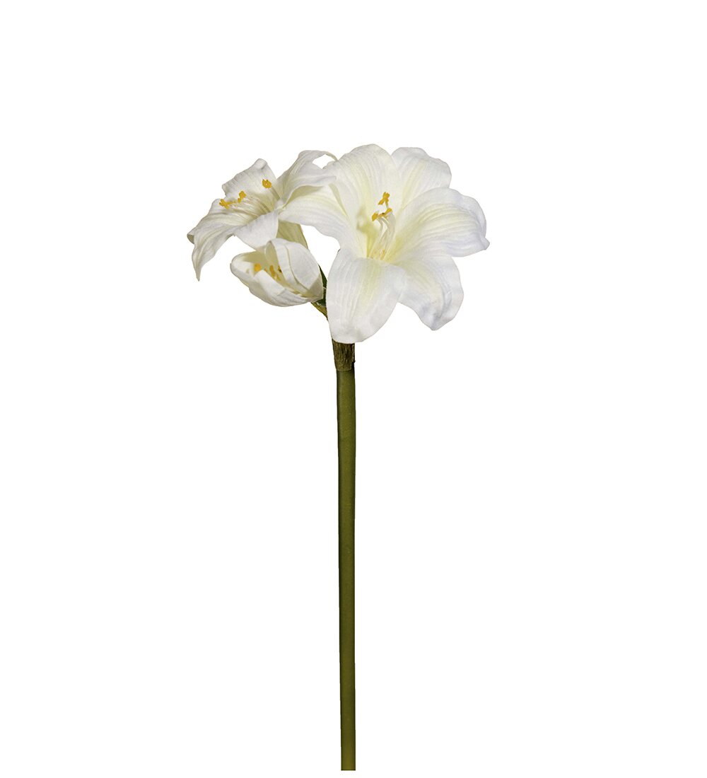 Mr Plant Amaryllis 40 cm VALITSE VÄRI Valkoinen