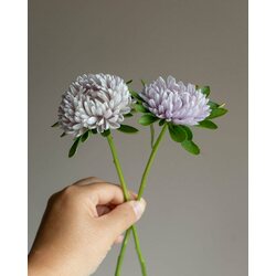 Kukkatarhurit Kiinanasteri Lady Coral® Lavender