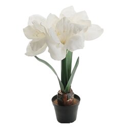 Mr Plant Amaryllis ruukussa 45 cm VALITSE VÄRI