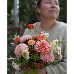 Kukkatarhurit Isotsinnia Benary's Giant Salmon Rose