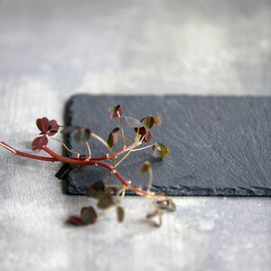 Nicolas Vahe Slate plate 20 x 12 x 1 cm