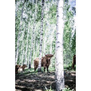 Cozy Publishing Eat finland kirja