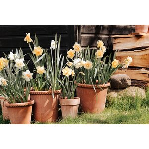Bergs Potter Emilia pot raw terracotta rosa, CHOOSE SIZE