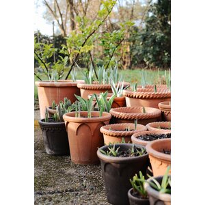 Bergs Potter Emilia pot raw terracotta rosa, CHOOSE SIZE