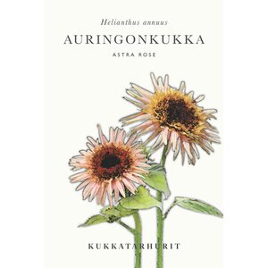 Kukkatarhurit Auringonkukka Astra Rose