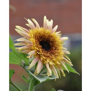 Kukkatarhurit Auringonkukka Astra Rose