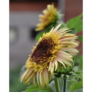 Kukkatarhurit Auringonkukka Astra Rose