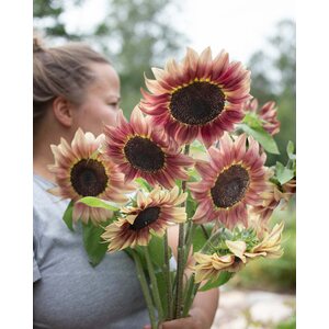Kukkatarhurit Auringonkukka Procut® Plum