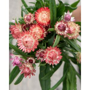 Kukkatarhurit Iso-olkikukka Salmon Rose