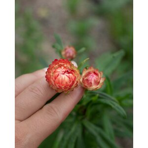 Kukkatarhurit Iso-olkikukka Salmon Rose