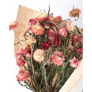 Kukkatarhurit Iso-olkikukka Salmon Rose