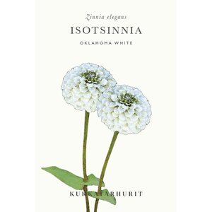 Kukkatarhurit Isotsinnia Oklahoma White