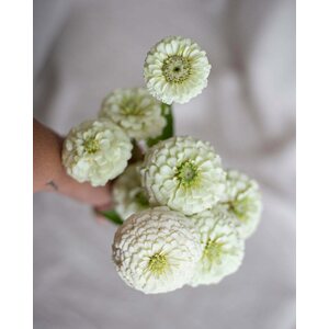 Kukkatarhurit Isotsinnia Oklahoma White