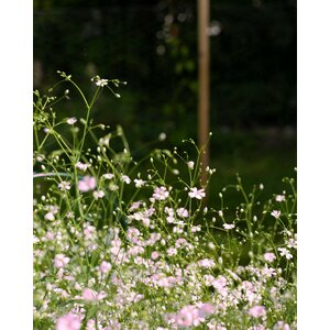 Kukkatarhurit Kesäharso Rosa