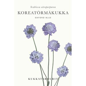 Kukkatarhurit Koreatörmäkukka Oxford Blue