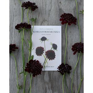 Kukkatarhurit Koreatörmäkukka Black Knight