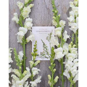 Kukkatarhurit Leijonankita Rocket F1 White