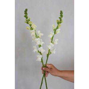Kukkatarhurit Leijonankita Rocket F1 White