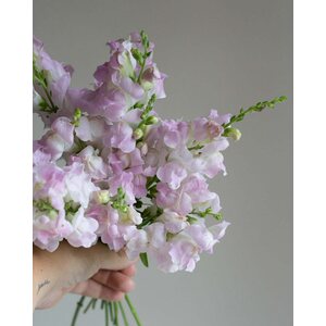 Kukkatarhurit Leijonankita Legend Light Pink