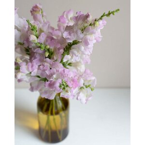 Kukkatarhurit Leijonankita Legend Light Pink