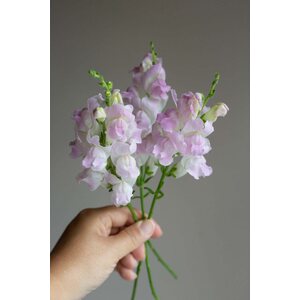 Kukkatarhurit Leijonankita Legend Light Pink