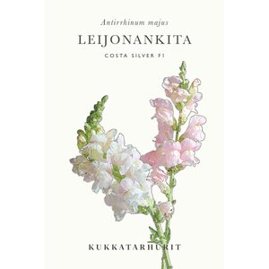 Kukkatarhurit Leijonankita Costa Silver