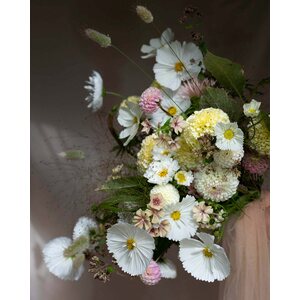 Kukkatarhurit Punakosmos Cupcake White