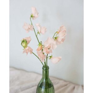 Kukkatarhurit Tuoksuherne Spring Sunshine Champagne
