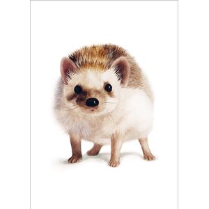 Henna Adel Hedgehog postcard