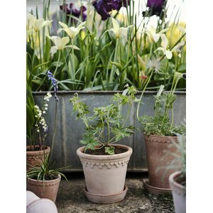 Bergs Potter Copenhagen pot raw terracotta rosa CHOOSE SIZE