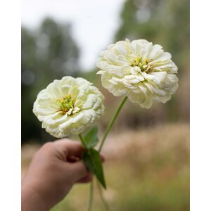 Kukkatarhurit Isotsinnia Benary's Giant White
