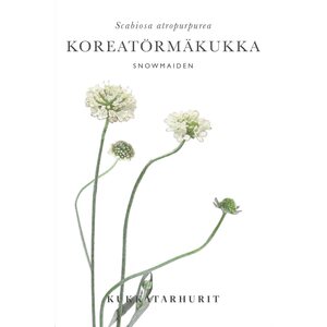 Kukkatarhurit Koreatörmäkukka Snowmaiden