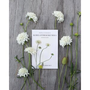 Kukkatarhurit Koreatörmäkukka Snowmaiden
