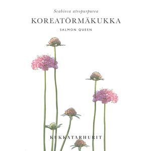 Kukkatarhurit Koreatörmäkukka Salmon Queen