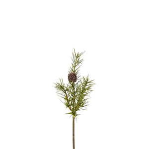 Mr Plant kuusenoksa kävyllä 20 cm