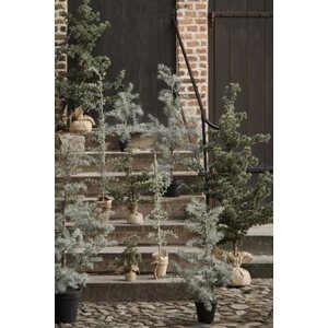 Ib Laursen Cedar tree in a pot - CHOOSE SIZE