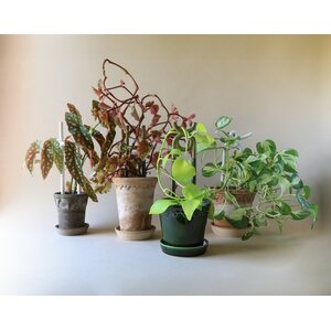 Bergs Potter Folk Yuma plant stake CHOOSE COLOUR
