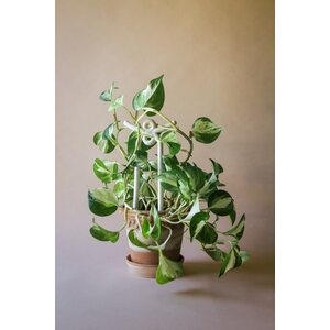 Bergs Potter Folk Yuma plant stake CHOOSE COLOUR