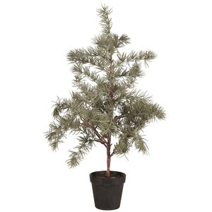 Ib Laursen Cedar tree in a pot - CHOOSE SIZE