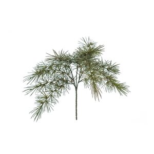 Mr Plant Havunoksa 50 cm
