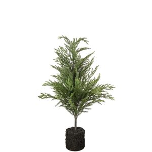 Mr Plant Havupuu 105 cm