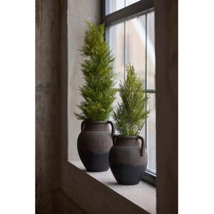 Mr Plant Sypressi 65 cm