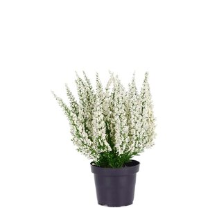 Mr Plant Kanerva 28 cm, valkoinen