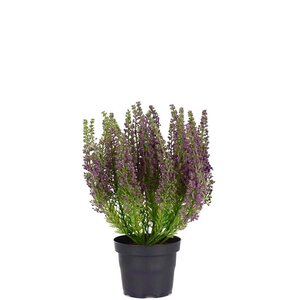 Mr Plant Kanerva 28 cm, violetti