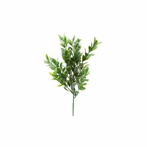 Mr Plant Puksipuun oksa 25 cm