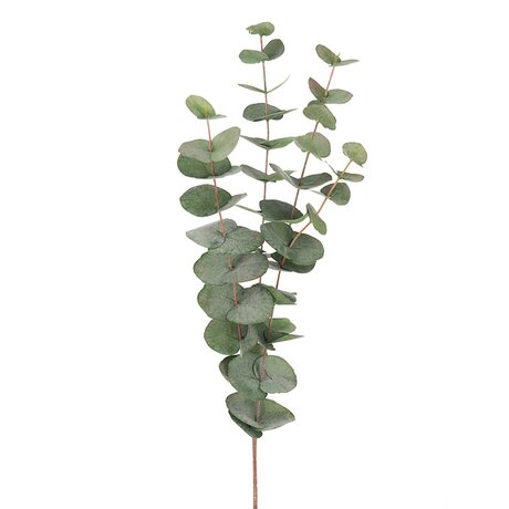 Mr Plant Eukalyptusoksa vihreä 60 cm