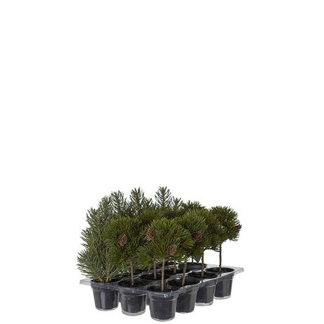 Mr Plant havupuu ruukussa 18 - 20 cm, VALITSE MALLI
